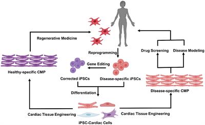 Engineering Human Cardiac Muscle Patch Constructs for Prevention of Post-infarction LV Remodeling